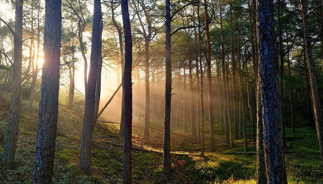 Unser Grünes Engagement