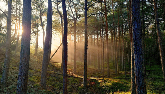 Unser Grünes Engagement